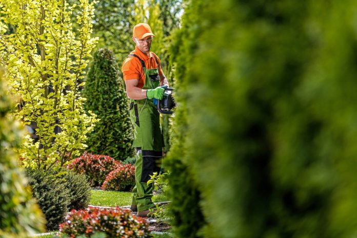 hedge-trimming-work